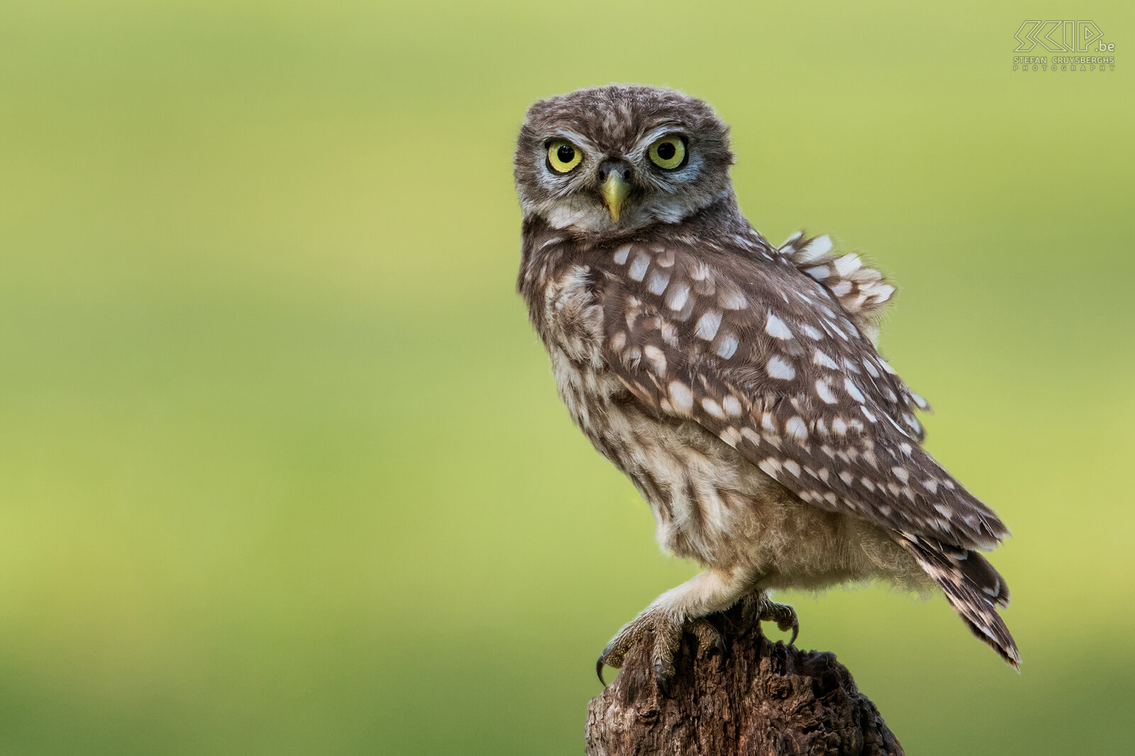 Juvenile little owl The little owl (Athene noctua) is one of the smallest owls in the Lowlands. The little owl is mainly nocturnal and can be found in a wide range of habitats including farmland, woodland, heathland, … It feeds on insects and small vertebrates like mices. Stefan Cruysberghs